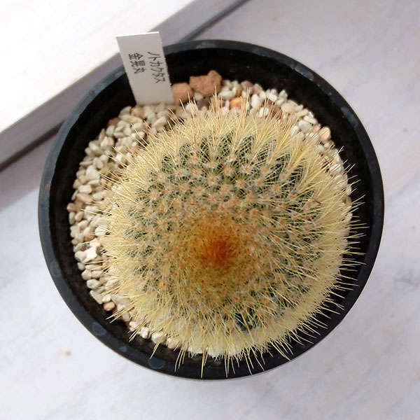 サボテン：金晃丸（キンコウマル）3号鉢植え*
