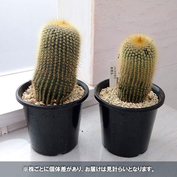 サボテン：金晃丸（キンコウマル）3号鉢植え*