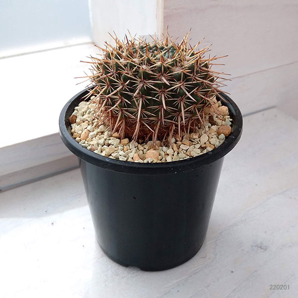 ノトカクタス:星の王子 3号