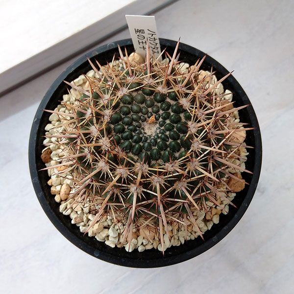 ノトカクタス:星の王子 3号