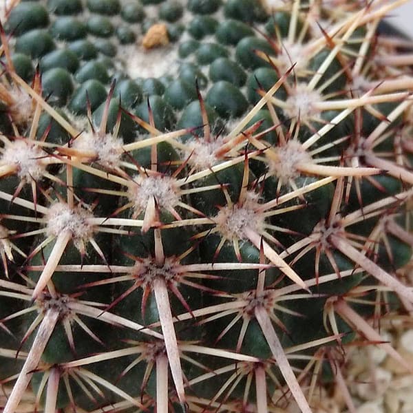 ノトカクタス:星の王子 3号