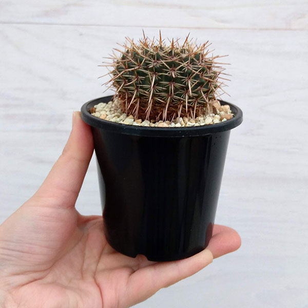 ノトカクタス:星の王子 3号