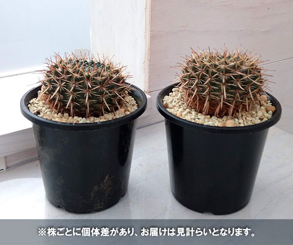 ノトカクタス:星の王子 3号