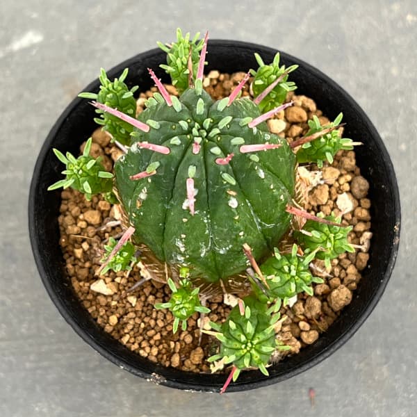 ユーフォルビア：紅キリン　3号鉢植え