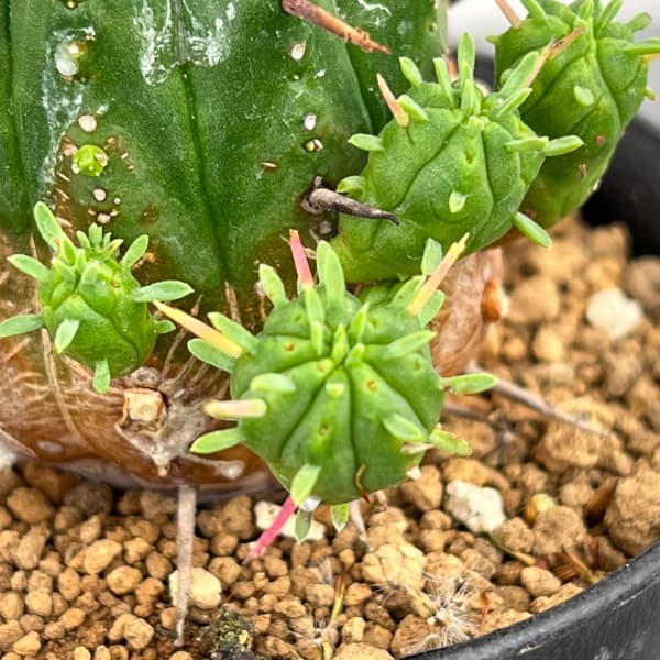 ユーフォルビア：紅キリン　3号鉢植え