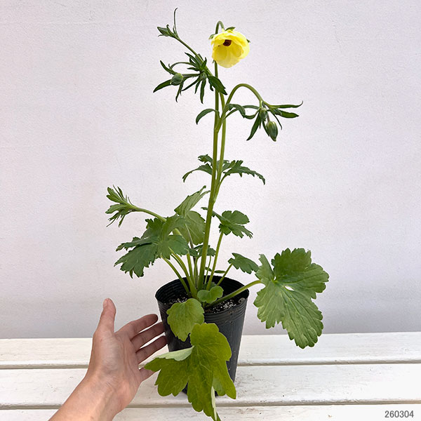 ラナンキュラス：ラックス　リタイ3.5-4号ポット