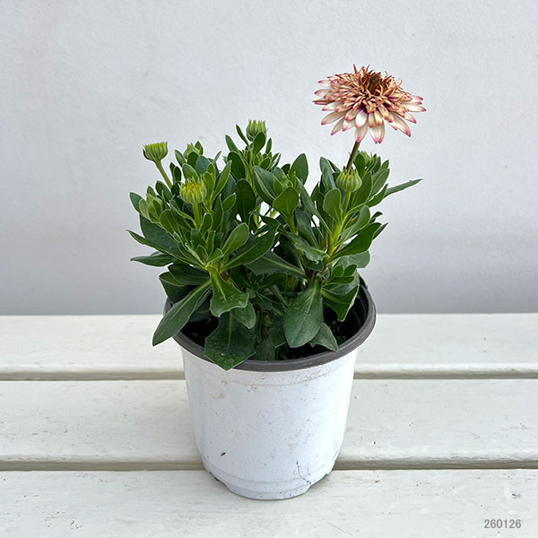 オステオスペルマム：プリンセス ラズベリータルト4号鉢