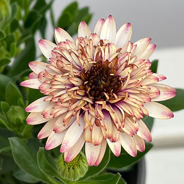 オステオスペルマム：プリンセス ラズベリータルト4号鉢