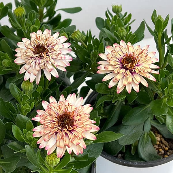 オステオスペルマム：プリンセス ラズベリータルト4号鉢