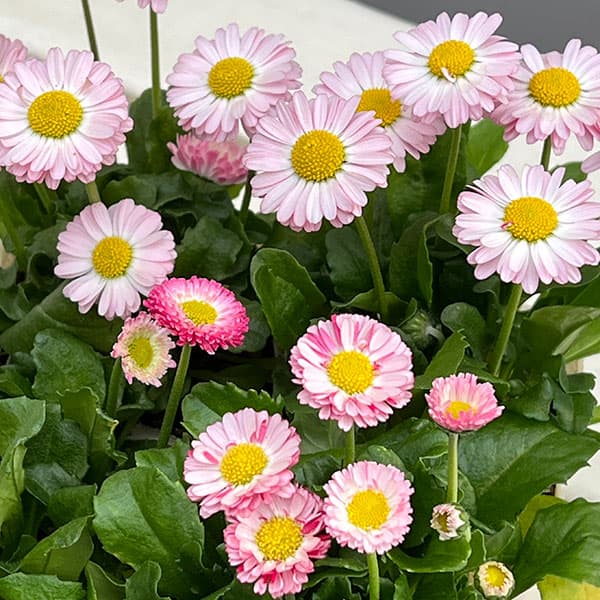 イングリッシュデージー：ロリポップ 3号ポット