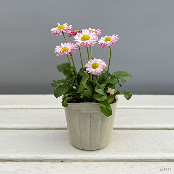 イングリッシュデージー：ロリポップ 3号ポット