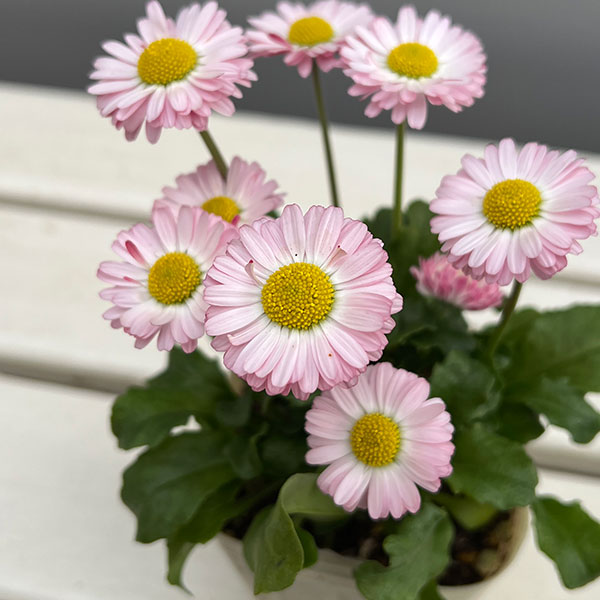 イングリッシュデージー：ロリポップ 3号ポット