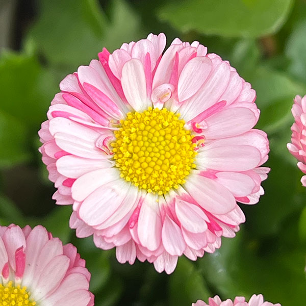 イングリッシュデージー：ロリポップ 3号ポット