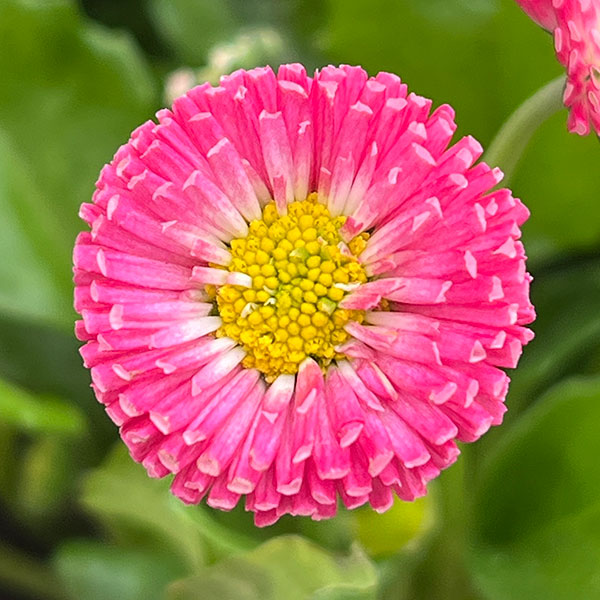 イングリッシュデージー：ロリポップ 3号ポット