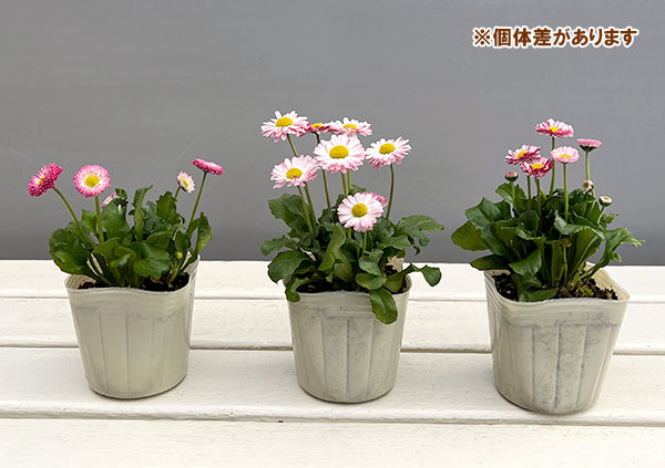 イングリッシュデージー：ロリポップ 3号ポット