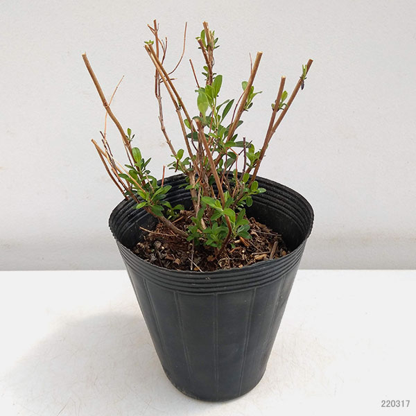 サルビア：ジョイ4.5号ポット