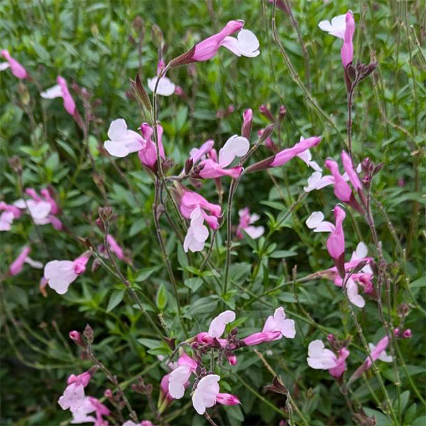 サルビア：ジョイ4.5号ポット