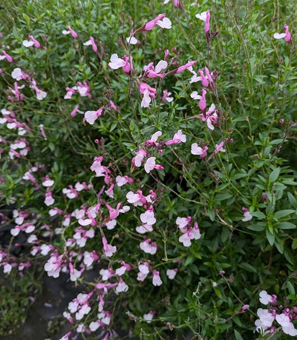 サルビア：ジョイ4.5号ポット