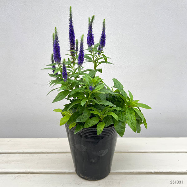 ベロニカ：ウルスターズドワーフブルー4.5号ポット