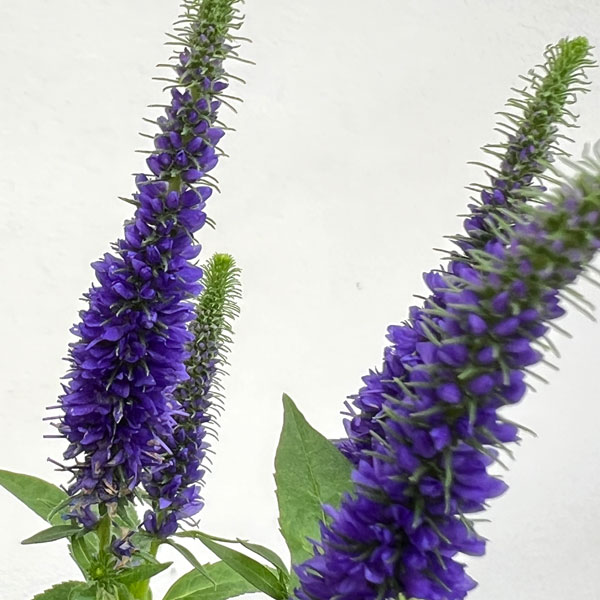 ベロニカ：ウルスターズドワーフブルー4.5号ポット