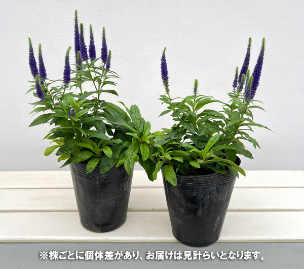 ベロニカ：ウルスターズドワーフブルー4.5号ポット