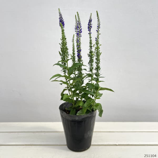 ベロニカ:ベビーブルーマーブルー4.5号ポット