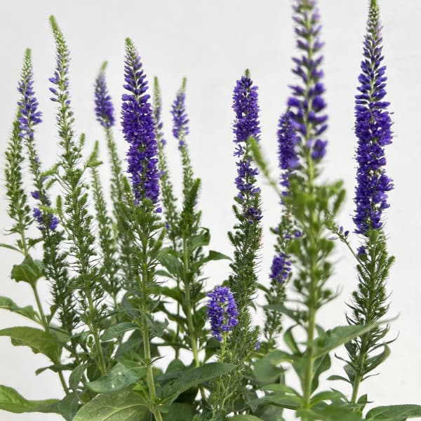 ベロニカ:ベビーブルーマーブルー4.5号ポット