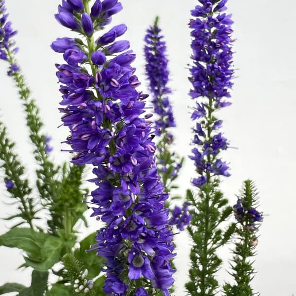 ベロニカ:ベビーブルーマーブルー4.5号ポット