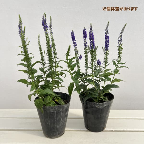 ベロニカ:ベビーブルーマーブルー4.5号ポット