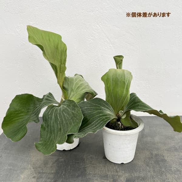 ビカクシダ(コウモリラン):エレファントティス 4号鉢植え