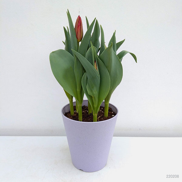 チューリップ：ファーストスター5号鉢植え（6球入り）