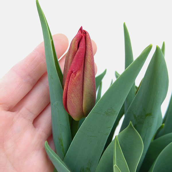 チューリップ：ファーストスター5号鉢植え（6球入り）