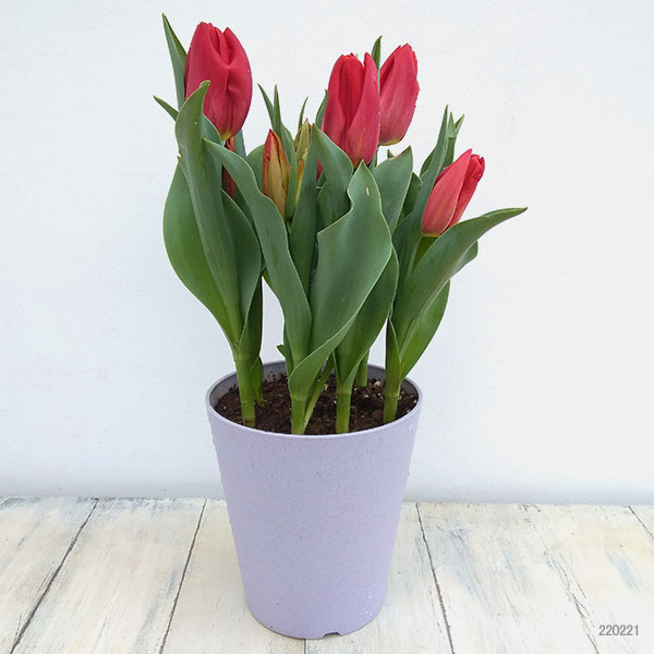 チューリップ：ファーストスター5号鉢植え（6球入り）