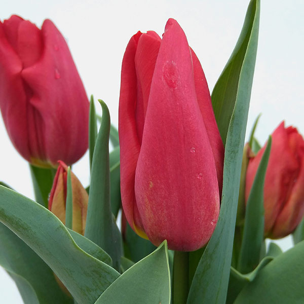 チューリップ：ファーストスター5号鉢植え（6球入り）