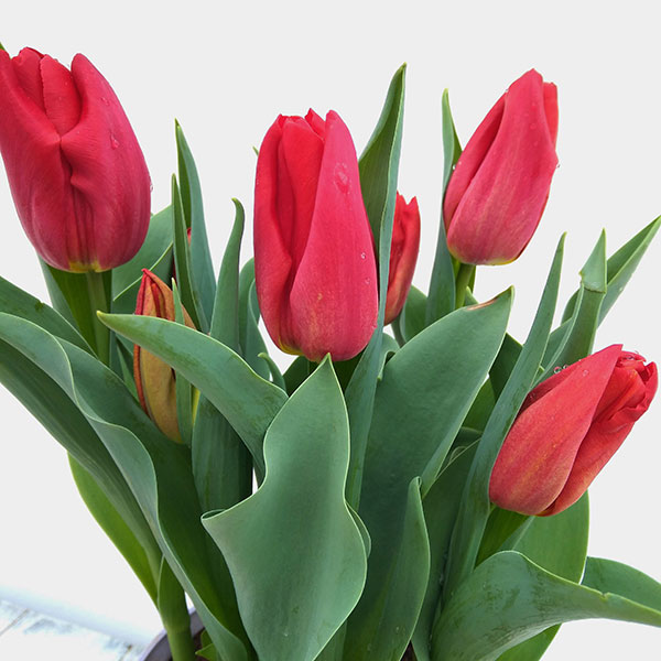 チューリップ：ファーストスター5号鉢植え（6球入り）