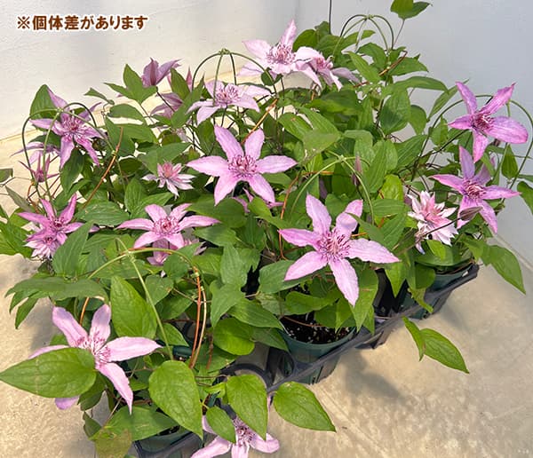 クレマチス：マルチピンク4号ポット