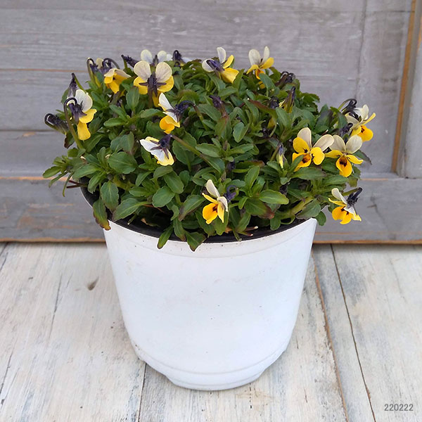 園芸ネット本店｜MSKガーデン極小輪ビオラ：フルーレット アンティーク