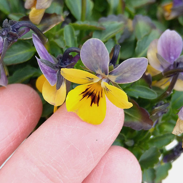 園芸ネット本店｜MSKガーデン極小輪ビオラ：フルーレット アンティーク