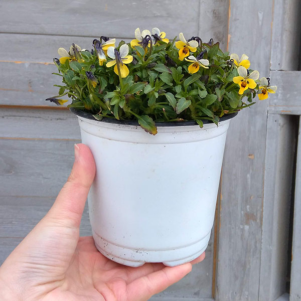 園芸ネット本店｜MSKガーデン極小輪ビオラ：フルーレット アンティーク