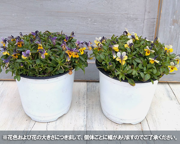 園芸ネット本店｜MSKガーデン極小輪ビオラ：フルーレット アンティーク