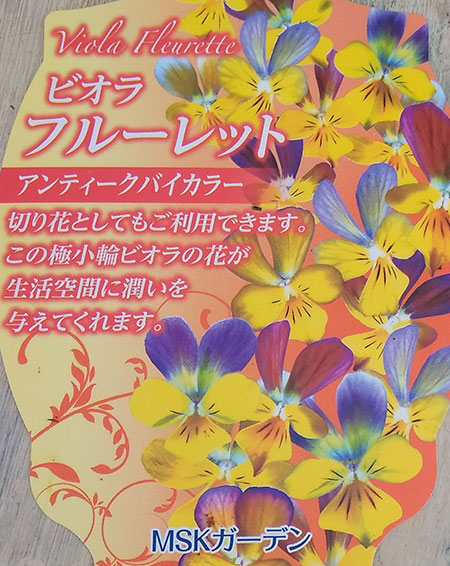 MSKガーデン極小輪ビオラ：フルーレット アンティークバイカラー4号鉢