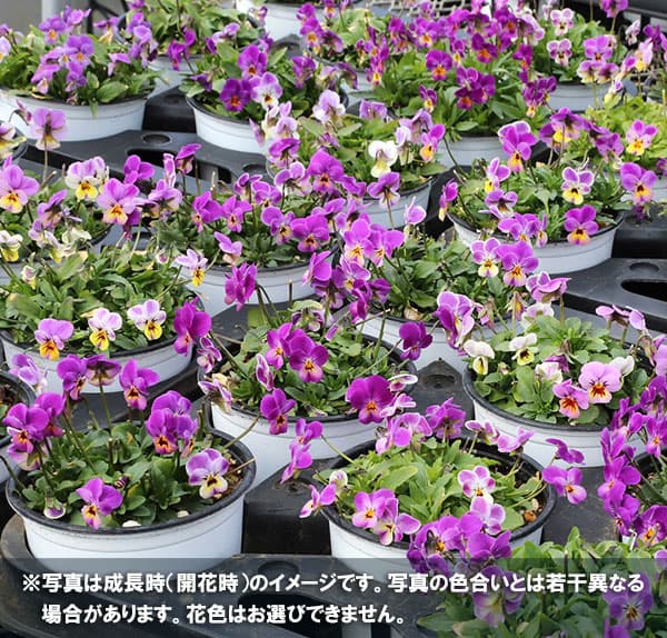 イマン　トレー　パンジーピンク イマン トレー パンジーピンク イマン パンジー