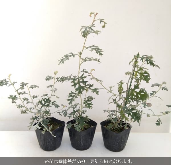 現品】グレビレア・ウィリシィー（ロック・グレビレア） 8号 G25番