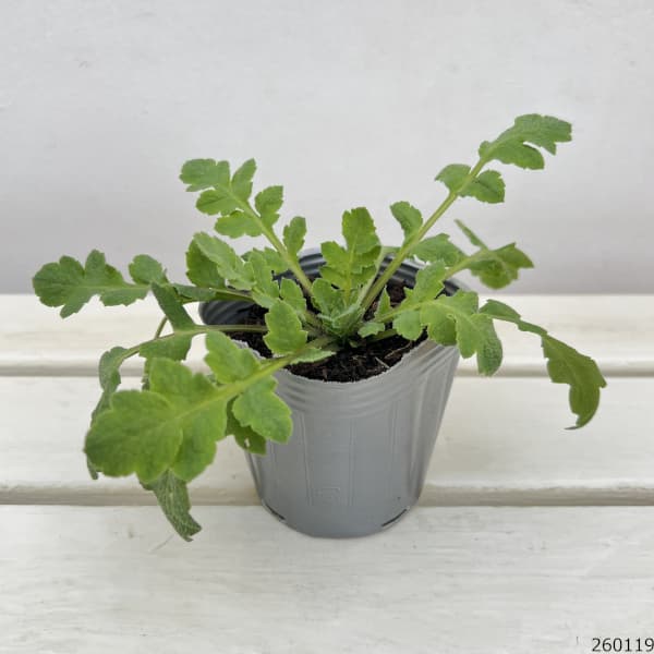 ポピー：アメージンググレー3号ポット