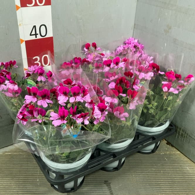 パンジーゼラニウム：原村の恋人たち 5号鉢植え