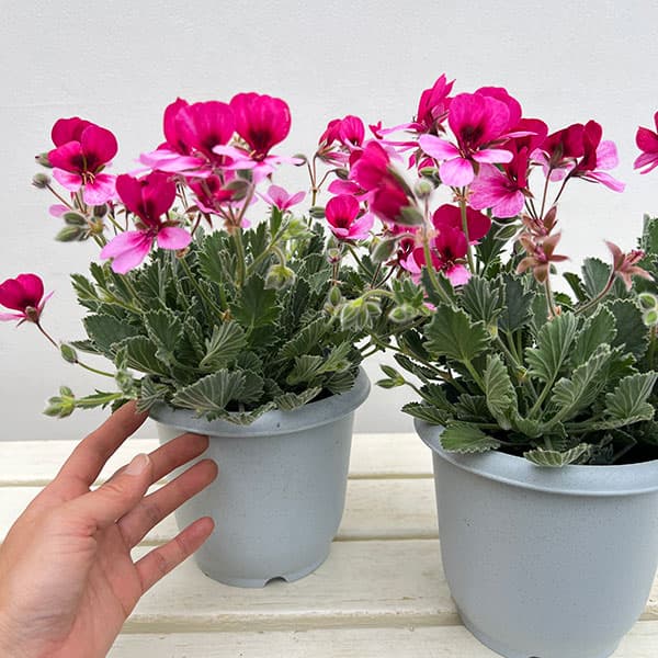 パンジーゼラニウム:原村の恋人たち 5号鉢植え