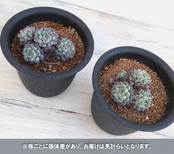 エケベリア：ミニマ　3号