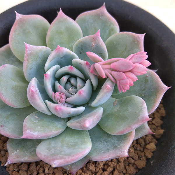 エケベリア：マリア 3号 の通販 | 園芸ネット 