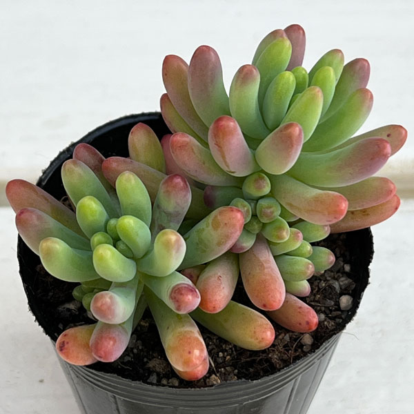 多肉植物：セダム：乙女心（おとめごころ）2号 5株セット