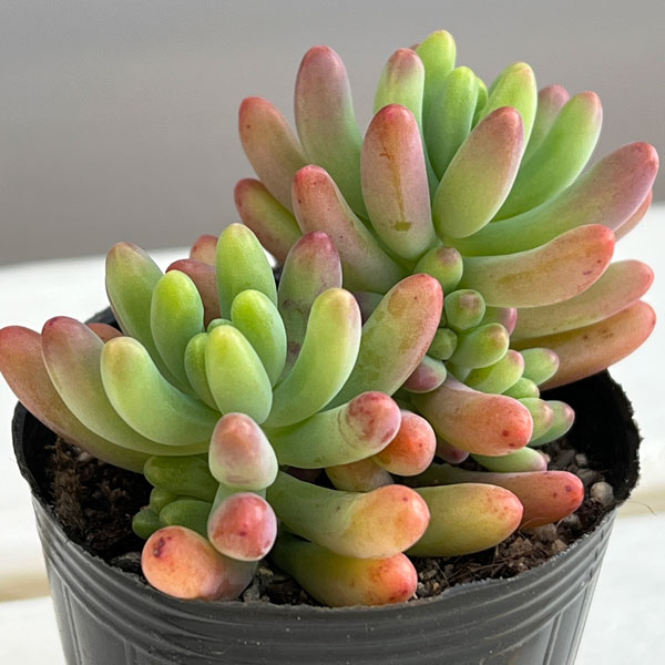 多肉植物：セダム：乙女心（おとめごころ）2号 5株セット